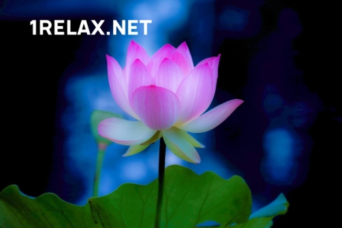 Девушка массажистка Антон, салон Антон фото №1